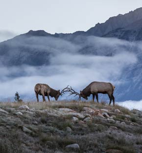 Elks in the Canadian Rockies