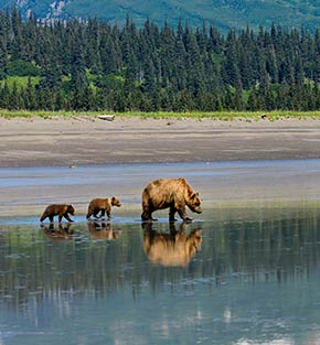 grizzly bears in Alaska