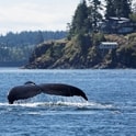 whale tale in british columbia