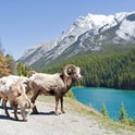 where to see wildlife in Canada