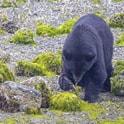 bears in canada