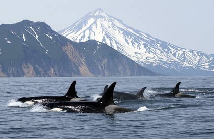 orcas off vancouver island
