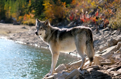 wolf in canada