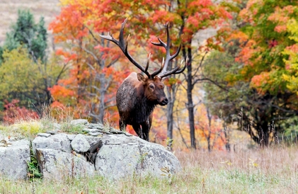 elk in canada