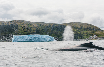 whales and icebergs