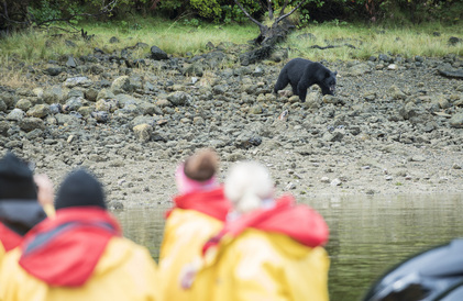 bear watching off Vancouver island