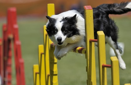 collie obstacle course