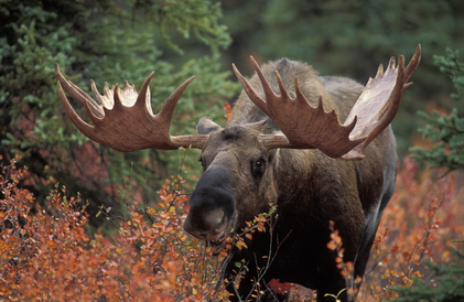 moose in ontario