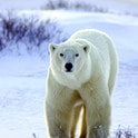 Great White Bear Tours