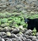 Bears & whales on Vancouver Island