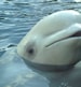 Snorkelling with belugas