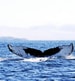 Whale watching Québec