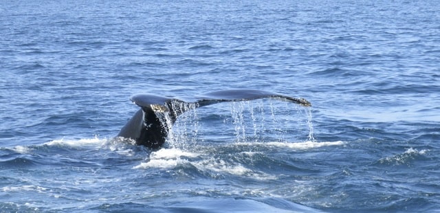 Whales in Atlantic Canada