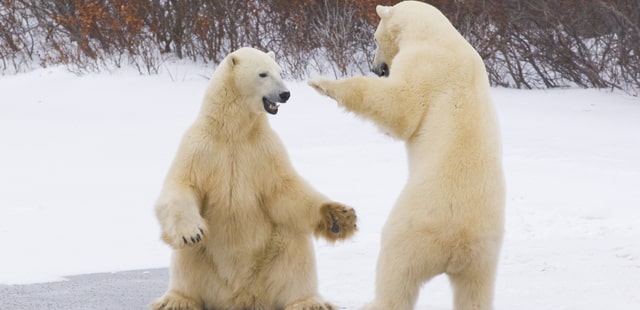 Bears play fighting