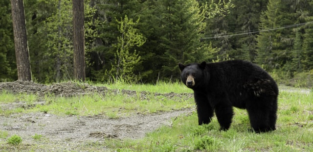 Canada's black bears