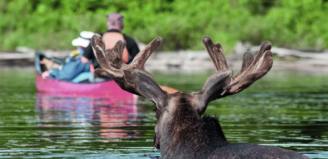 Moose in Algonquin, Ontario