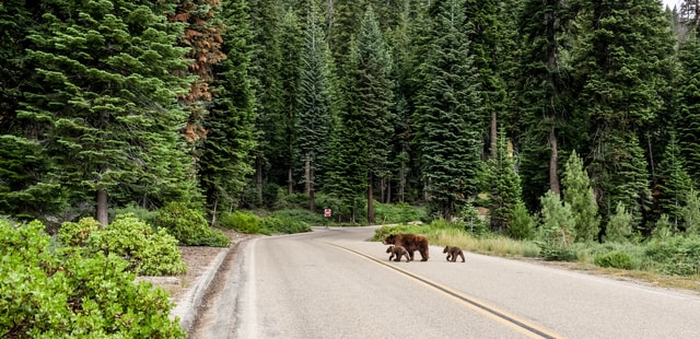Bears in the road