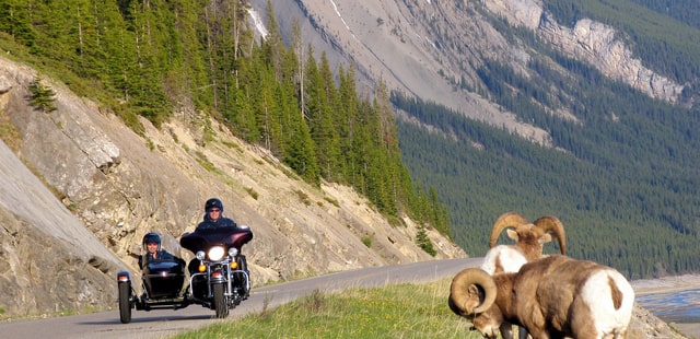 Big horn sheep in Banff