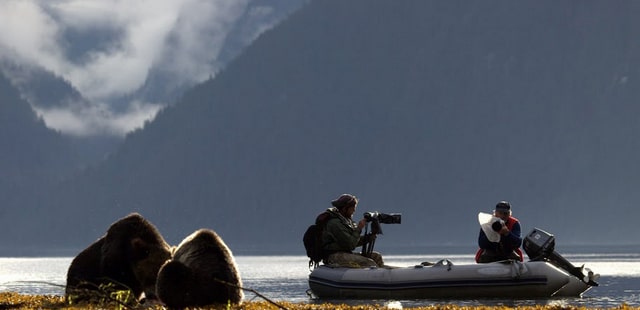 Bear watching from zodiac boat