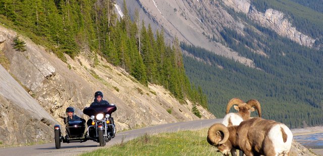 Big horn sheep, Banff