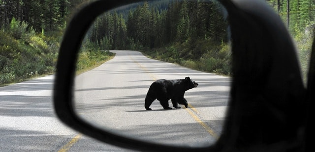Bears in Banff