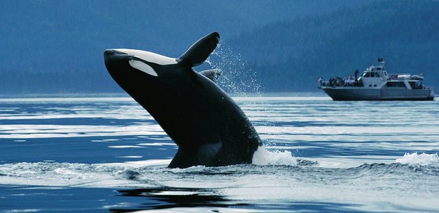 Whales off Victoria, BC