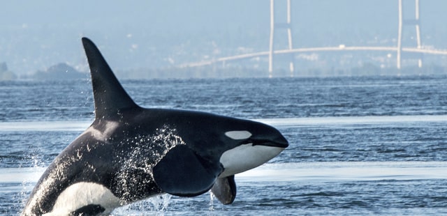 Orca near Vancouver